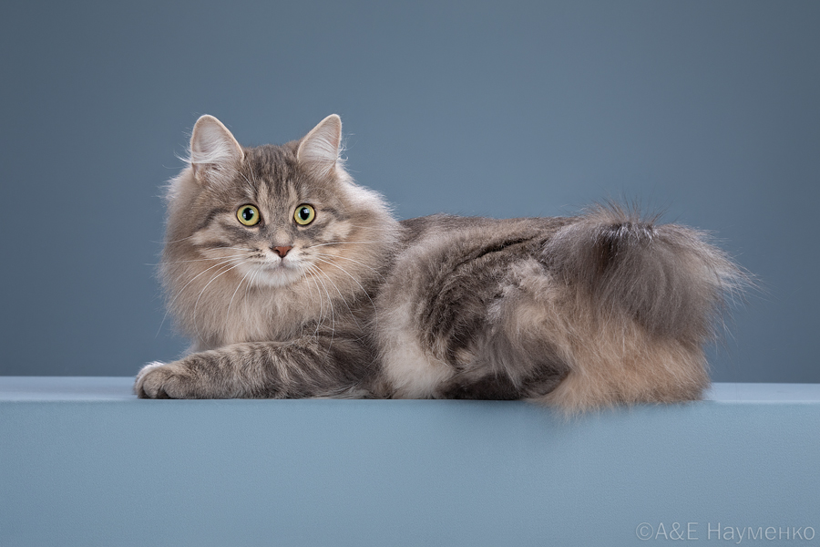 ICH. Josephine Noble Beast